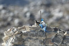 Cinclodes atacamensis