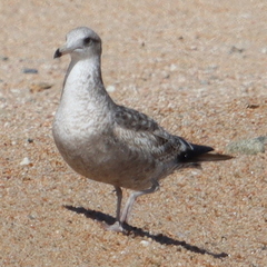 Larus californicus