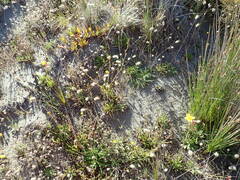Oenothera stricta