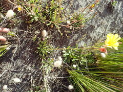 Oenothera stricta