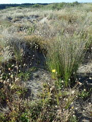 Oenothera stricta