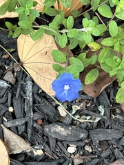 Evolvulus glomeratus