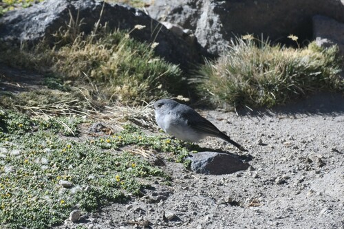 White-throated Sierra Finch (Idiopsar erythronotus)