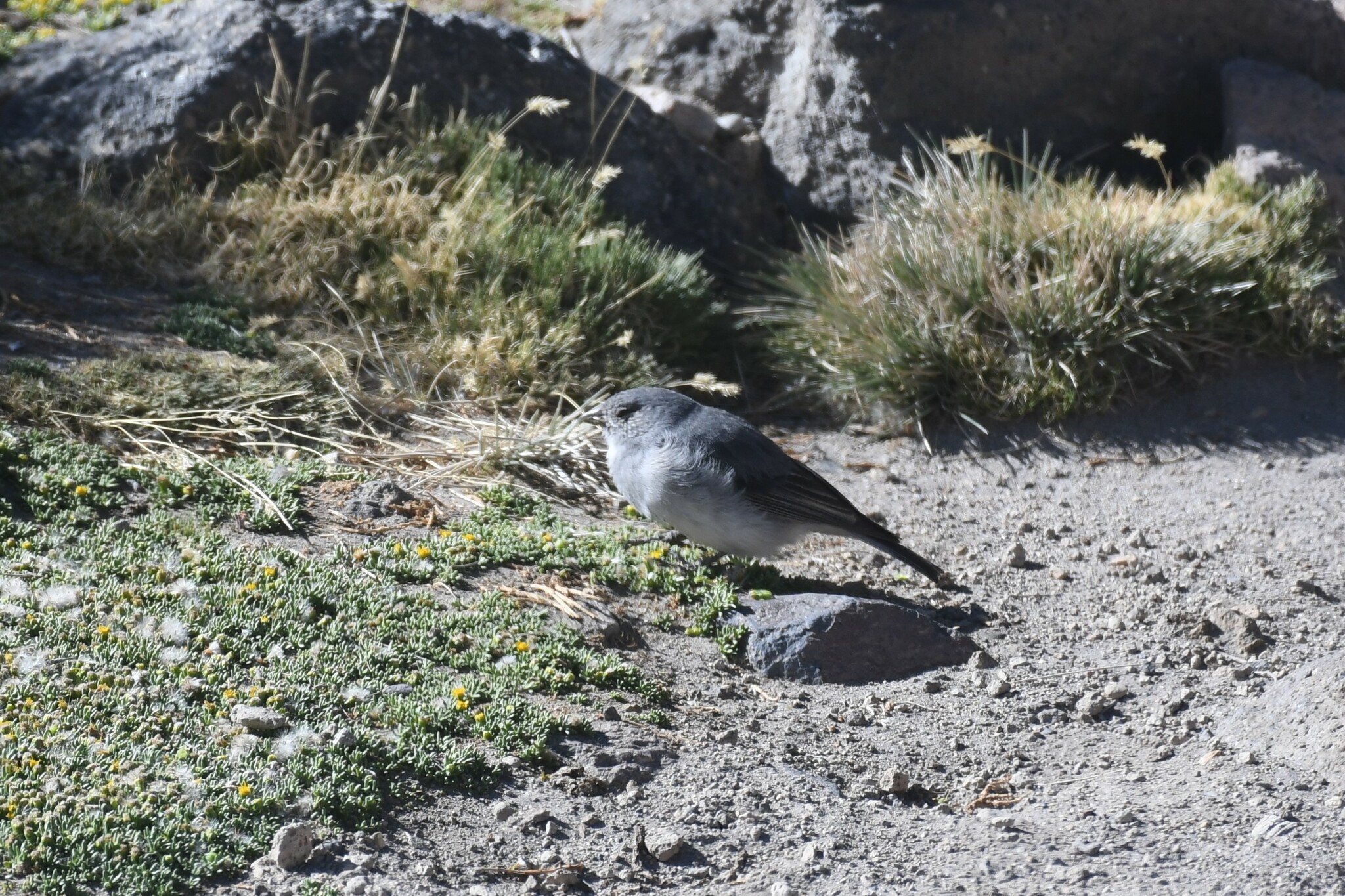 White-throated Sierra Finch illustration