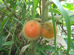 Solanum hirtum