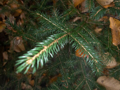 Picea rubens