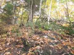 Taxus canadensis