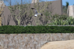 Larus californicus