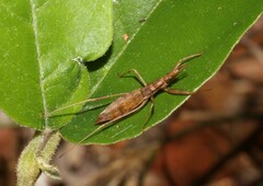 Sastrapada australica