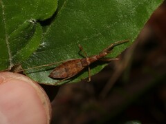 Sastrapada australica