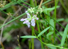 Stachys hyssopifolia