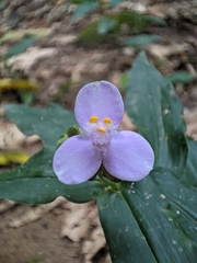 Tradescantieae
