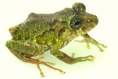 Pristimantis katoptroides