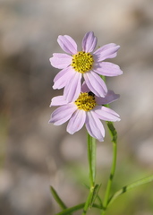 Coreopsis rosea