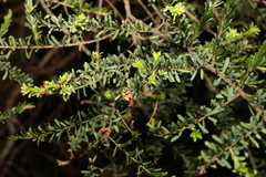 Pultenaea euchila