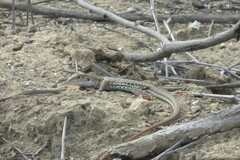 Medopheos edracanthus