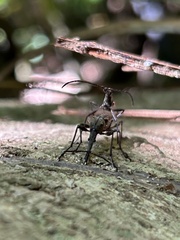 Lasiorhynchus barbicornis