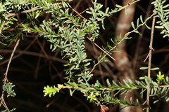 Pultenaea euchila