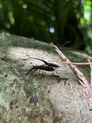 Lasiorhynchus barbicornis
