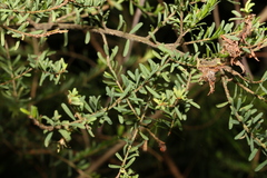 Pultenaea euchila