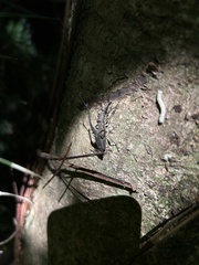 Lasiorhynchus barbicornis
