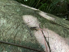 Lasiorhynchus barbicornis
