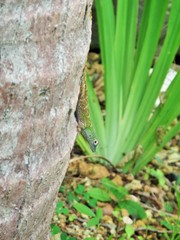 Anolis dominicensis