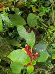 Drymonia teuscheri