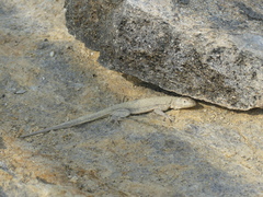 Microlophus peruvianus