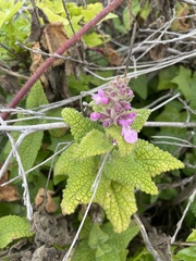 Stachys bullata