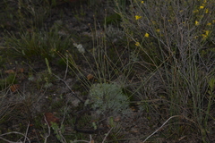Stirlingia simplex