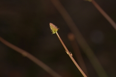 Stirlingia simplex