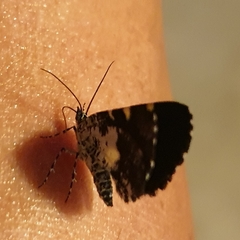 Heterusia