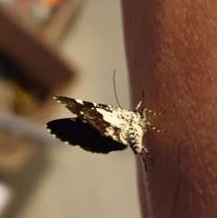 Heterusia