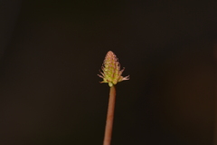 Stirlingia simplex