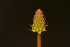 Stirlingia simplex