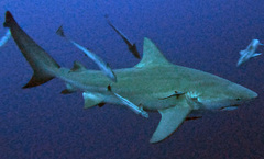 Carcharhinus leucas