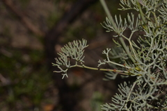 Stirlingia simplex