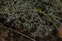 Stirlingia simplex