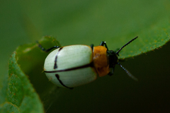 Leptinotarsa crucigera