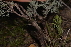 Stirlingia simplex