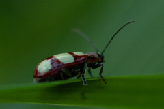 Omophoita