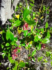 Escallonia rubra