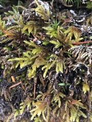 Climacium dendroides