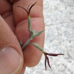 Lyrocarpa coulteri