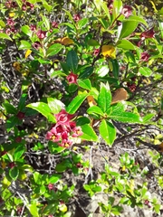 Escallonia rubra