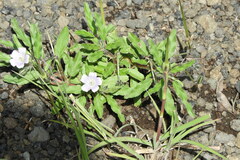 Monsonia