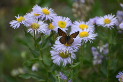 Tharsalea dorcas sangremar