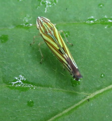 Sibovia