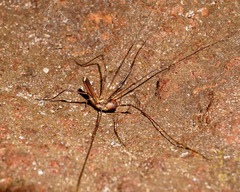 Forsteropsalis marplesi